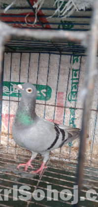 রেসার মাদি